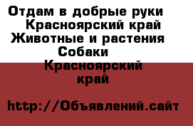 Отдам в добрые руки. - Красноярский край Животные и растения » Собаки   . Красноярский край